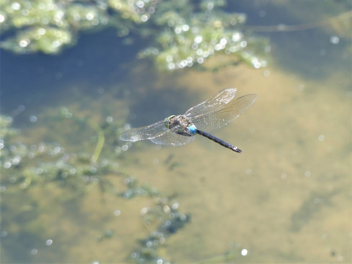 Anax_parthenope
